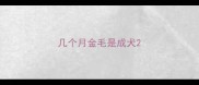 几个月金毛是成犬