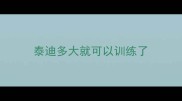 泰迪多大就可以训练了