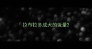 拉布拉多成犬的饭量
