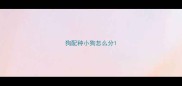 狗配种小狗怎么分