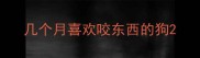 几个月喜欢咬东西的狗