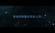 泰迪狗真菌会传染人吗