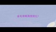 金毛双眼周围变红