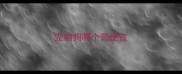 宠物狗哪个最便宜