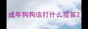 成年狗狗该打什么疫苗