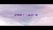 狗狗几个月喝羊奶粉