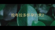 拉布拉多怀孕21天