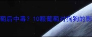 哈士奇误食葡萄后中毒10颗葡萄对狗狗的影响及急救指南