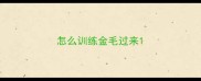 怎么训练金毛过来