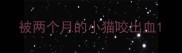 被两个月的小猫咬出血