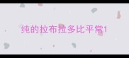纯的拉布拉多比平常