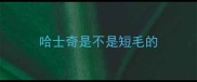 哈士奇是不是短毛的