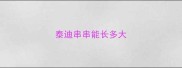 泰迪串串能长多大