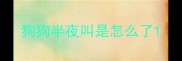 狗狗半夜叫是怎么了