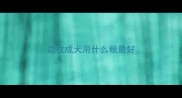 边牧成犬用什么粮最好