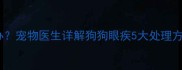 犬只眼周红肿怎么办宠物医生详解狗狗眼疾5大处理方案及家庭护理指南
