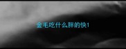 金毛吃什么胖的快