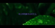 哈士奇咳嗽可以吃什么
