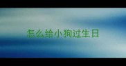 怎么给小狗过生日