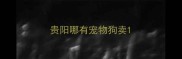 贵阳哪有宠物狗卖