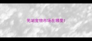 芜湖宠物市场在哪里