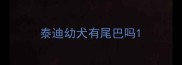 泰迪幼犬有尾巴吗