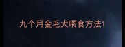 九个月金毛犬喂食方法