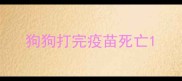 狗狗打完疫苗死亡