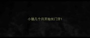小猫几个月开始长门牙
