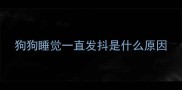 狗狗睡觉一直发抖是什么原因