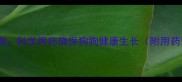 幼犬土霉素剂量指南科学用药确保狗狗健康生长附用药误区与注意事项