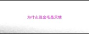 为什么说金毛是天使