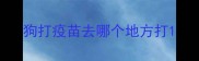 狗打疫苗去哪个地方打