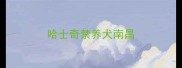 哈士奇禁养犬南昌