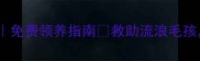 大庆市流浪动物救助站免费领养指南救助流浪毛孩给TA一个温暖的家