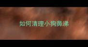 如何清理小狗鼻涕