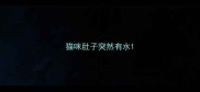 猫咪肚子突然有水