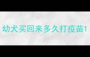 幼犬买回来多久打疫苗
