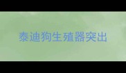 泰迪狗生殖器突出