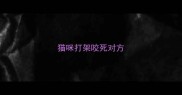 猫咪打架咬死对方