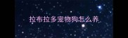 拉布拉多宠物狗怎么养