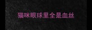 猫咪眼球里全是血丝