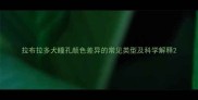 拉布拉多犬瞳孔颜色差异的常见类型及科学解释