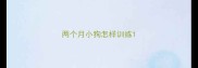 两个月小狗怎样训练