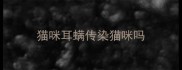 猫咪耳螨传染猫咪吗