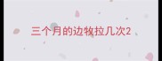 三个月的边牧拉几次
