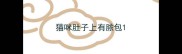 猫咪肚子上有脓包