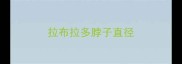 拉布拉多脖子直径