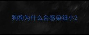 狗狗为什么会感染细小