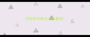 边牧幼犬购买注意事项